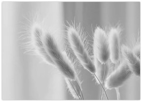 Tablou pe sticlă - Iarbă de coadă de iepure (70x50 cm)