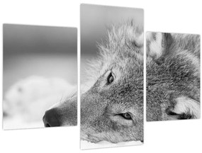 Tablou - Lup,alb-negru (90x60 cm)
