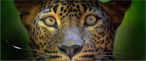Tablou - Portretul leoparduslui, Sri Lanka (120x50 cm)