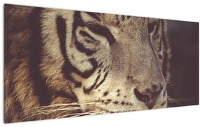 Tablou cu tigrul (120x50 cm)