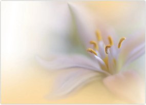 Tablou - Floare fragedă (70x50 cm)