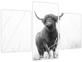 Tablou - Vacă scoțiană 4,alb-negru (90x60 cm)