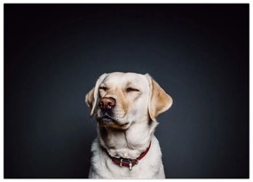 Tablou pe sticlă cu labrador (70x50 cm)