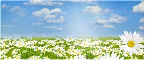 Tablou cu luncă înflorită cu margarete (120x50 cm)