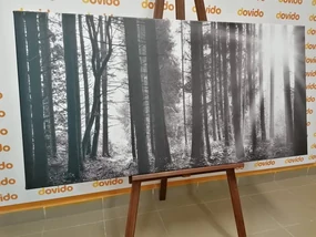 Tablou pădure luminată de soare în design alb-negru