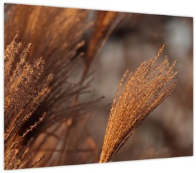 Tablou - Cortaderie (70x50 cm)