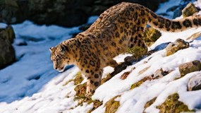 Tablou tip canvas Jaguar in zapada - 80x50cm