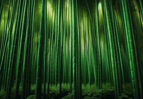 Fototapet - Pădure de bambus verde (147x102 cm)