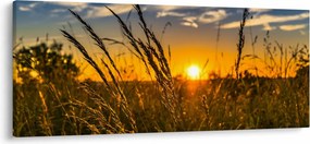 Tablou cu câmp în apus de soare (120x50 cm)