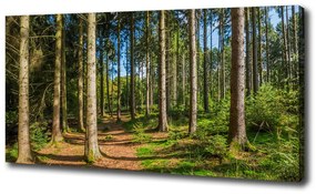 Tablouri tipărite pe pânză Panorama de pădure