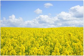 Tablou - Câmp galben (90x60 cm)