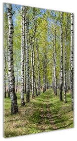 Tablou din Sticlă Pădurea de mesteacăn