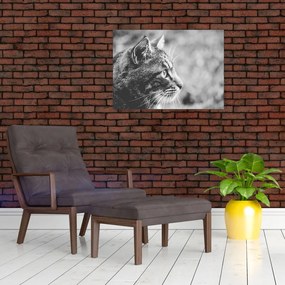 Tablou pe sticlă - Pisica (70x50 cm)