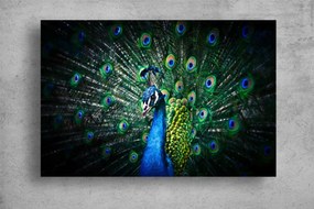 Tablouri Canvas Animale - Paun colorat