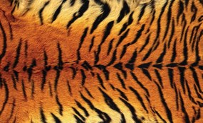 Fototapet - Ornamente de tigru (254x184 cm), în 8 de alte dimensiuni noi