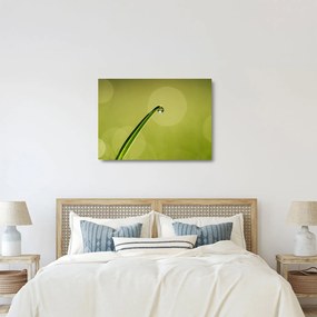 Tablou pe sticlă cu picătură de apă pe iarbă (70x50 cm)