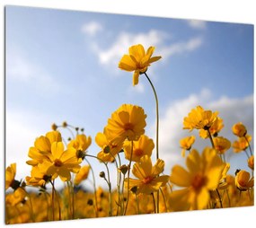 Tablou - Câmp cu flori galben deschis (70x50 cm)