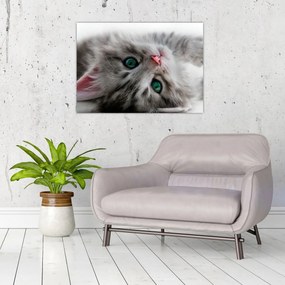 Tablou pe sticlă - Pisica cu ochi verzi (70x50 cm)