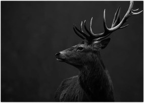 Tablou - Portret de căprioară (70x50 cm)