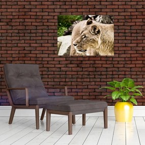 Tablou cu leoaică (70x50 cm)