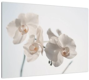 Tablou cu orhidee albă (70x50 cm)