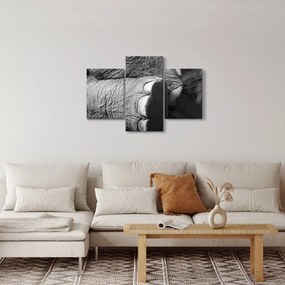 Tablou - Picior de elefant (90x60 cm)