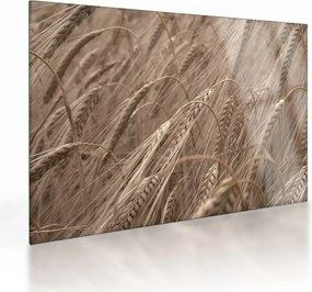 Tablou pe sticlă - Câmpul de aur (70x50 cm)