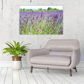 Tablou - Lavandă în câmp (90x60 cm)