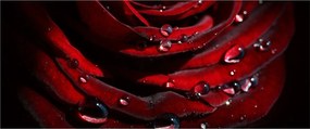 Tablou - Trandafir (120x50 cm)