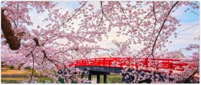 Tablou - Hirosaki, Japonia (120x50 cm)