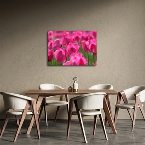 Tablou - Lalele roz (70x50 cm)