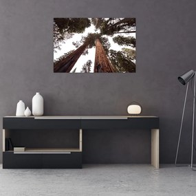 Tablou - Privire prin vârfurile copacilor (90x60 cm)