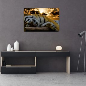 Tablou tigrul dormind (90x60 cm)