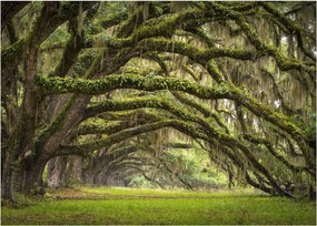 Tablou pe sticlă - Oaks Avenue, Charleston, Carolina de Sud, SUA (70x50 cm)