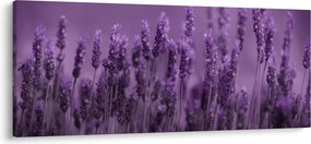 Tablou - Lavanda (120x50 cm)
