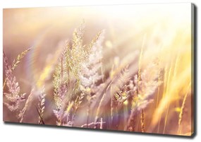 Print pe canvas Iarba inalta
