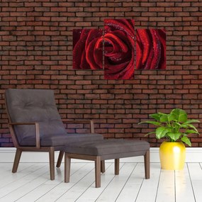 Tablou - Trandafir roșu cu picături de rouă (90x60 cm)