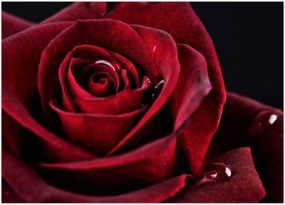 Tablou - Trandafir roșu (70x50 cm)