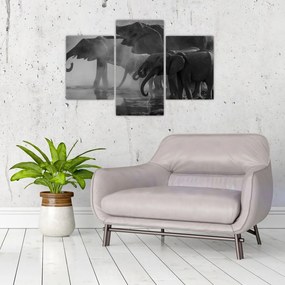 Tablou cu elefanți - albnegru (90x60 cm)