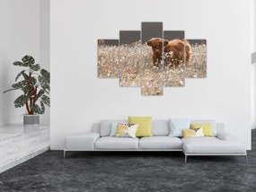 Tablou - Vacă scoțiană (150x105 cm)