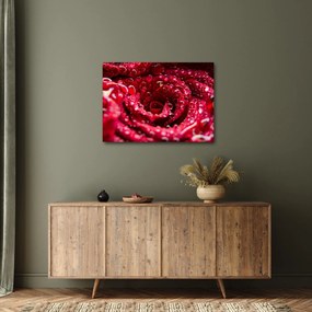 Tablou cu floarea trandafirului roșu (70x50 cm)