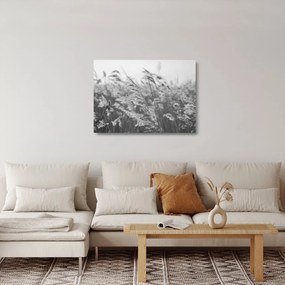 Tablou pe sticlă - Iarba în vânt (70x50 cm)