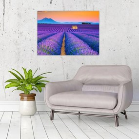 Tablou - Câmp de levănțica (70x50 cm)