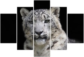Tablou - Snow Leopard (150x105 cm)