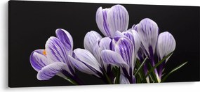 Tablou - Crocus violet (120x50 cm)