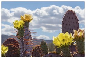 Tablou cu floarea de cactus Opunție (90x60 cm)