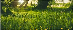 Tablou cu natura - lunca (120x50 cm)