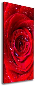 Imprimare tablou canvas Trandafir roșu