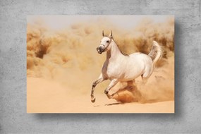 Tapet Premium Canvas - Calul alb in desert