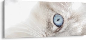 Tablou - Pisica cu ochi albaștri (120x50 cm)